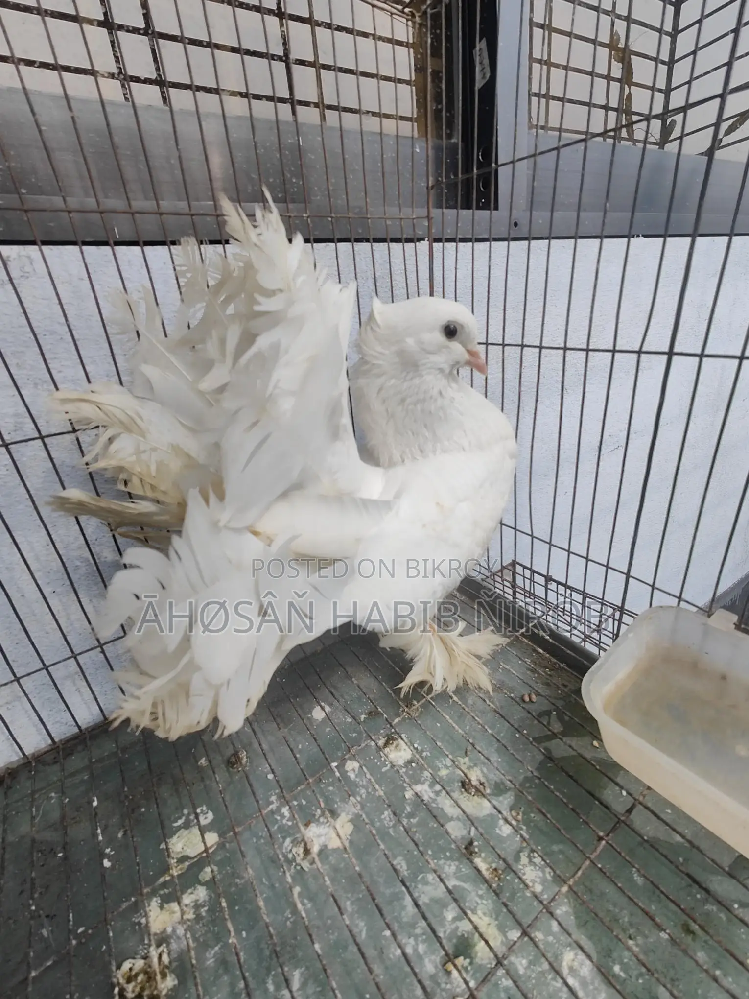 Single male Lakha pigeon, has laid eggs and raised chicks twice.