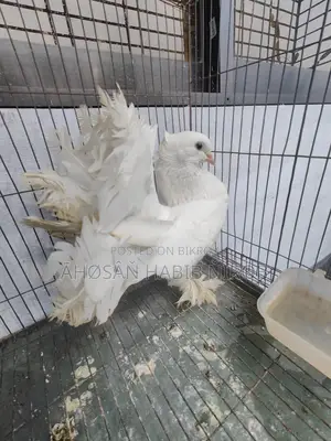 Single male Lakha pigeon, has laid eggs and raised chicks twice.