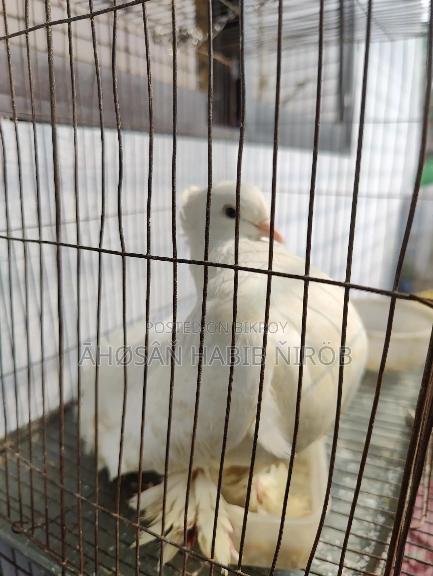 Single male Lakha pigeon, has laid eggs and raised chicks twice.