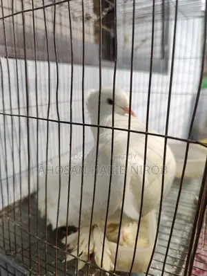 Single male Lakha pigeon, has laid eggs and raised chicks twice.