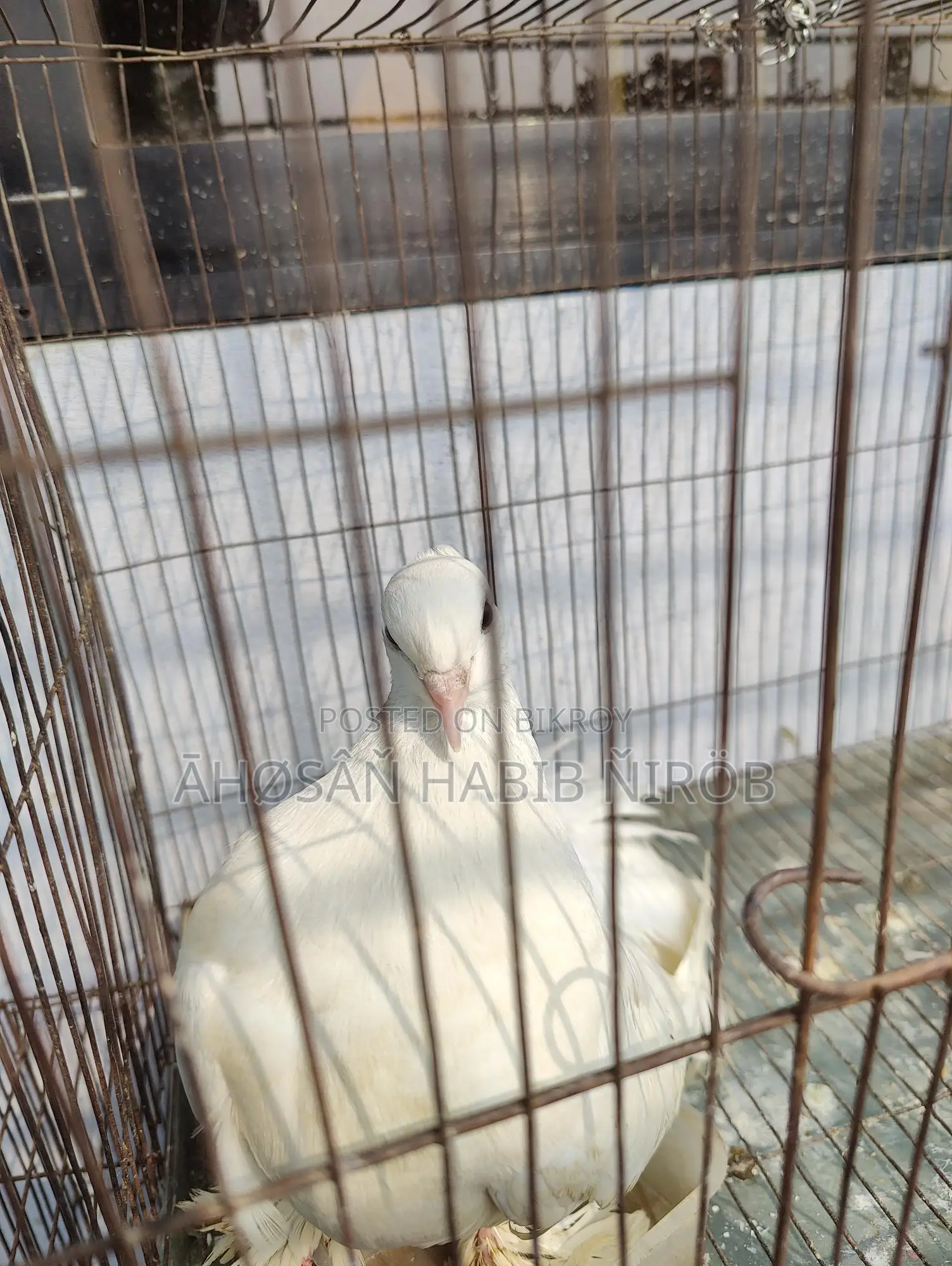 Single male Lakha pigeon, has laid eggs and raised chicks twice.
