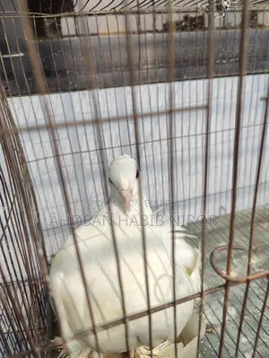 Single male Lakha pigeon, has laid eggs and raised chicks twice.