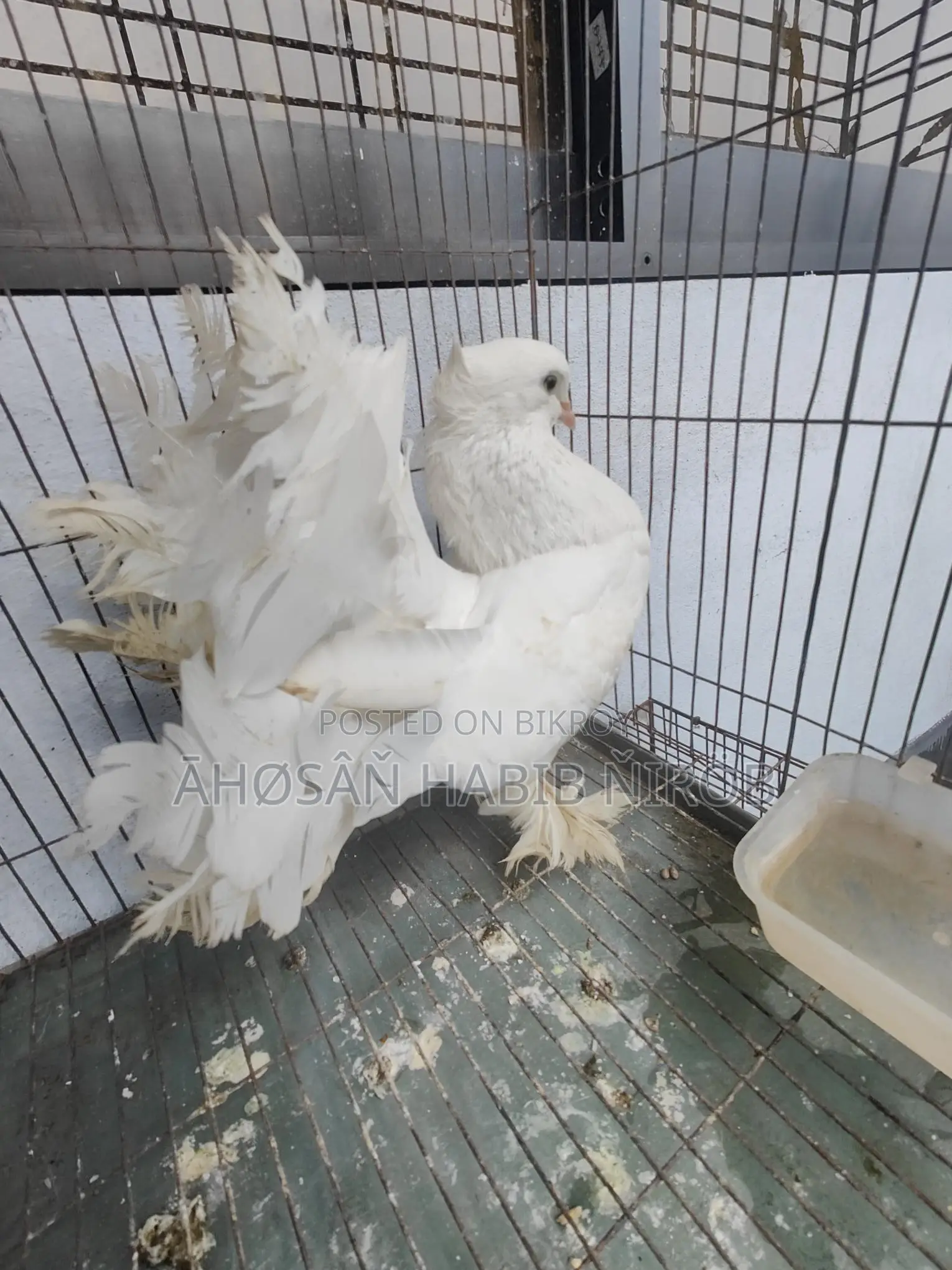 Single male Lakha pigeon, has laid eggs and raised chicks twice.