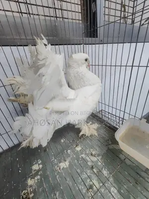 Single male Lakha pigeon, has laid eggs and raised chicks twice.