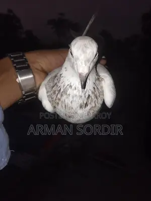 Benares Pigeon