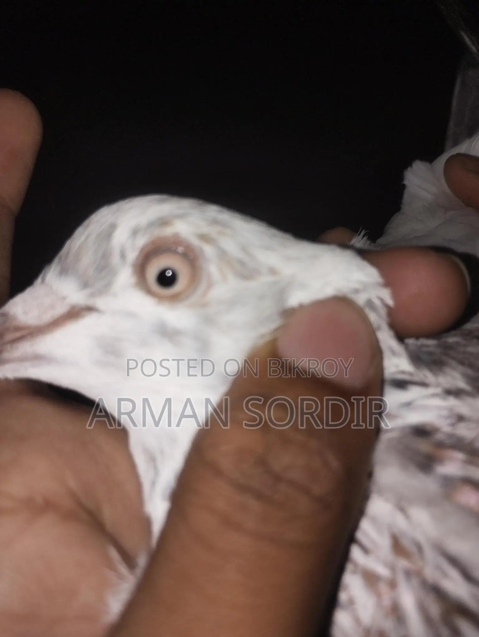 Benares Pigeon