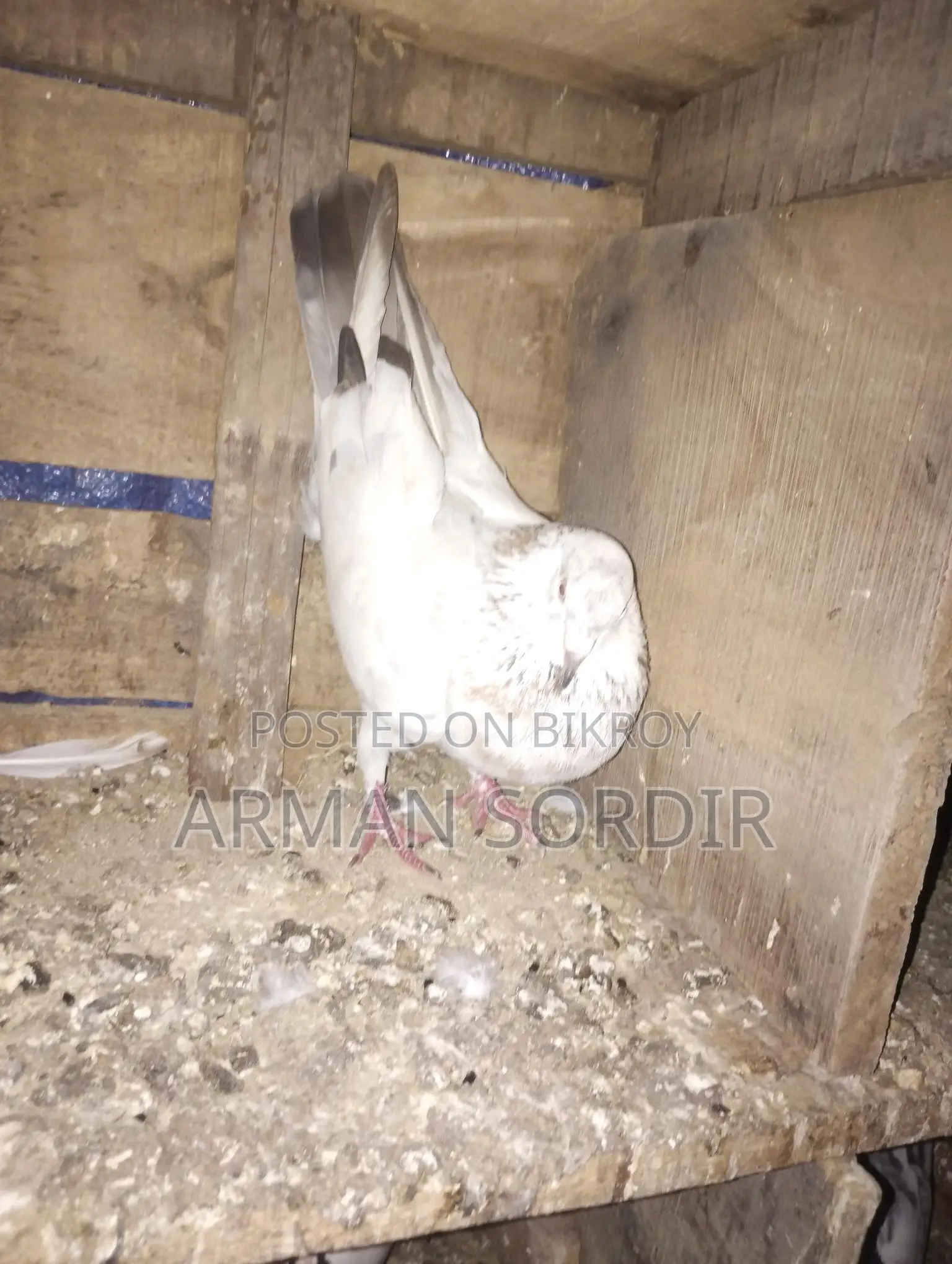 Benares Pigeon