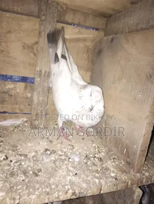 Benares Pigeon