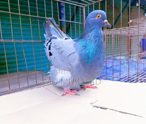 Blue Bar Mundian (Female)