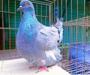 Blue Bar Mundian (Female)