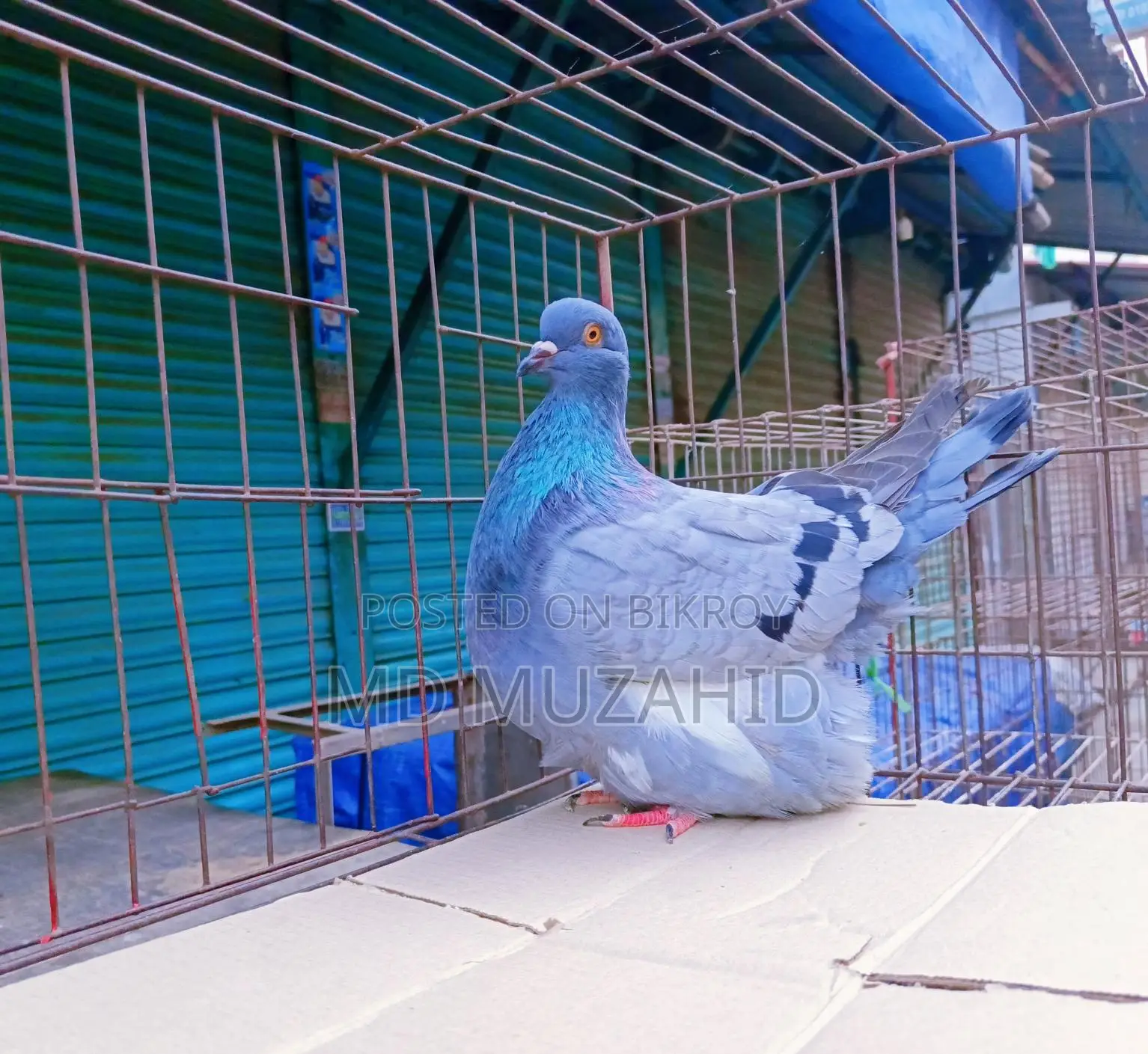 Blue Bar Mundian (Female)