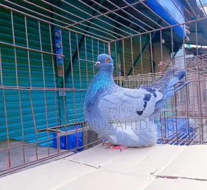 Blue Bar Mundian (Female)