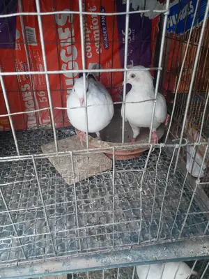 Full Running Pair Pure Kaldom