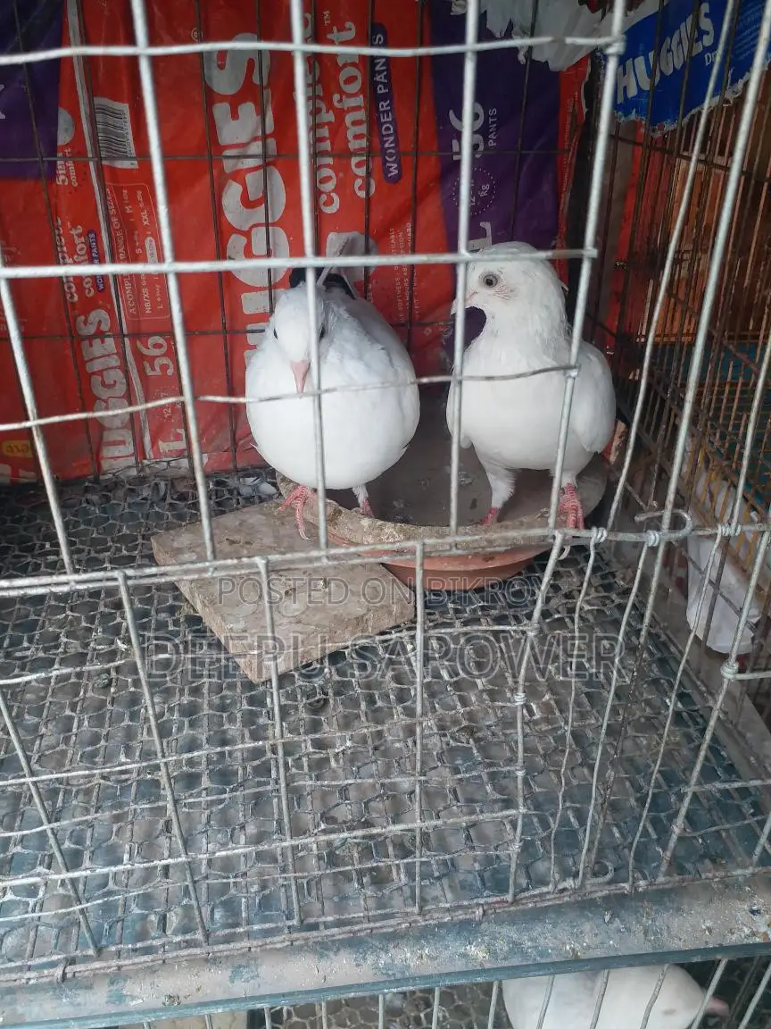 Full Running Pair Pure Kaldom