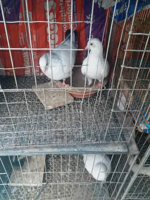 Full Running Pair Pure Kaldom