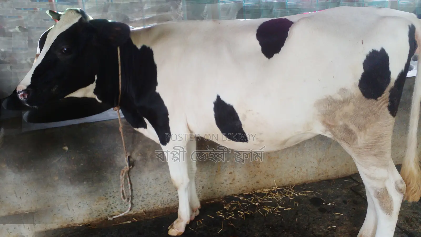 ৯২৭নং নং নিঃসন্ধেহে ভালো বকনা ।