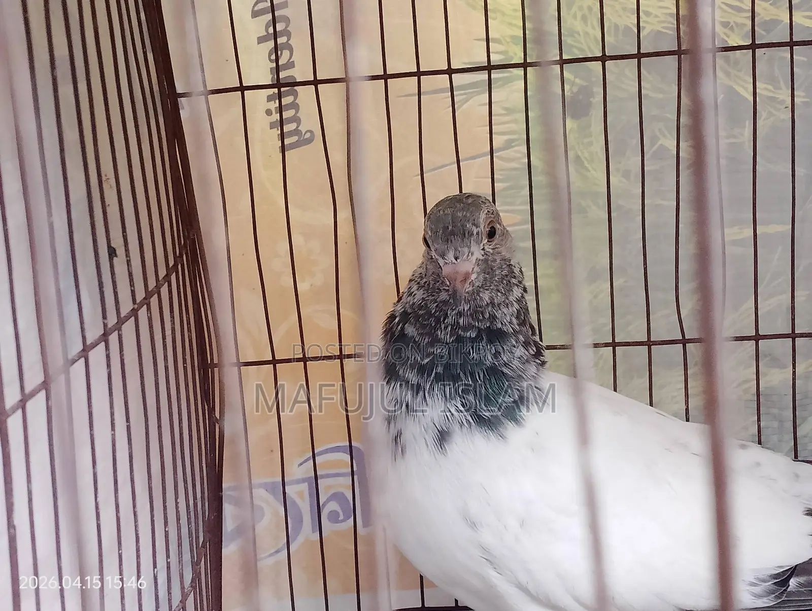 Giribaz Male Pigeon