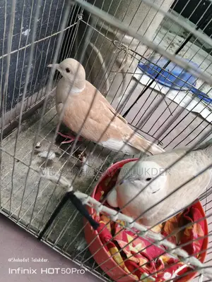100% Running Australian Dove