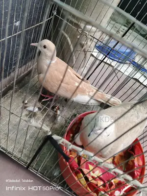 100% Running Australian Dove