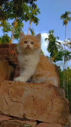 Cats for Sale