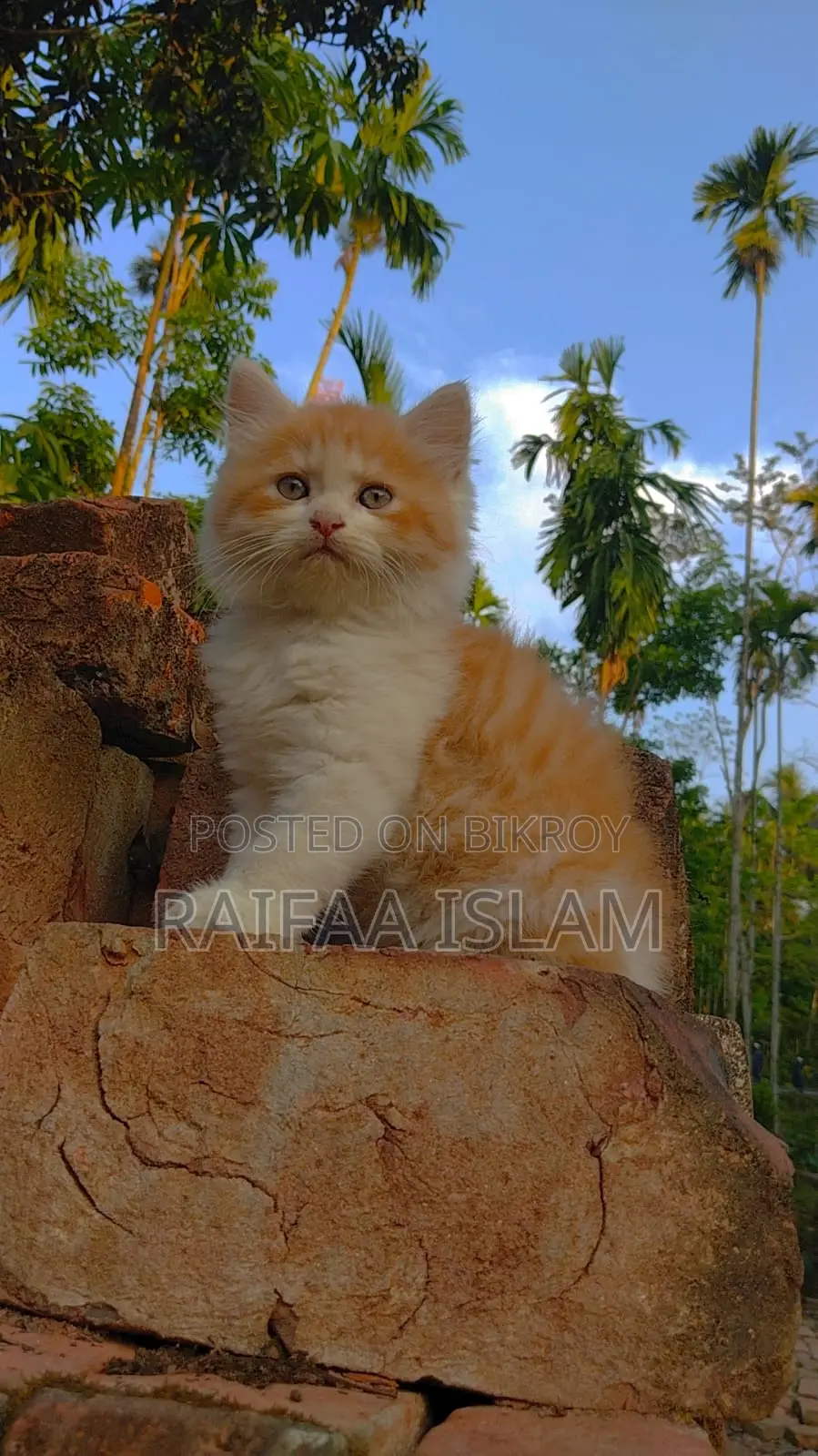 Cats for Sale