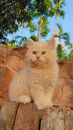 Cats for Sale