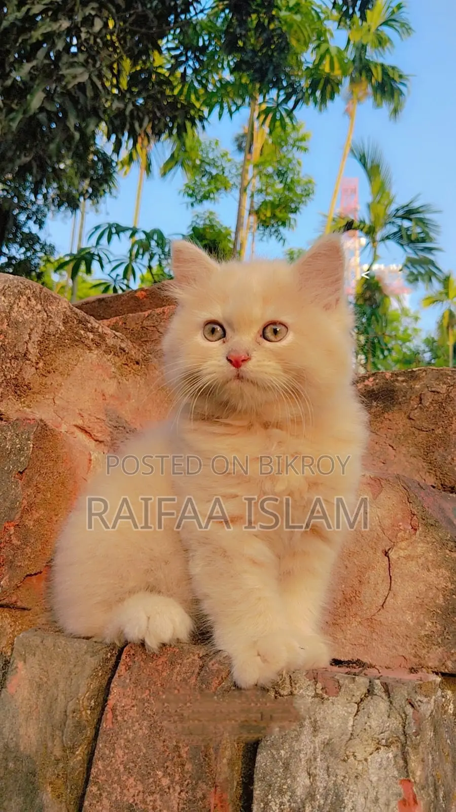 Cats for Sale