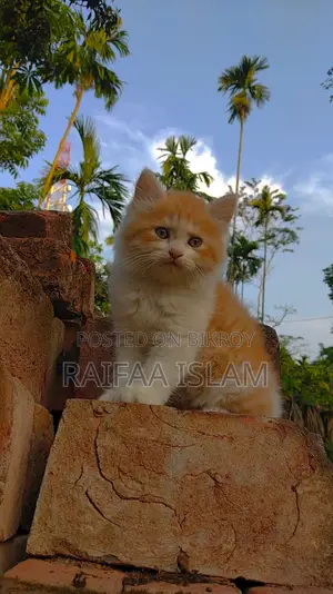 Cats for Sale