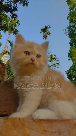 Cats for Sale