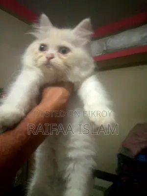 Cats for Sale