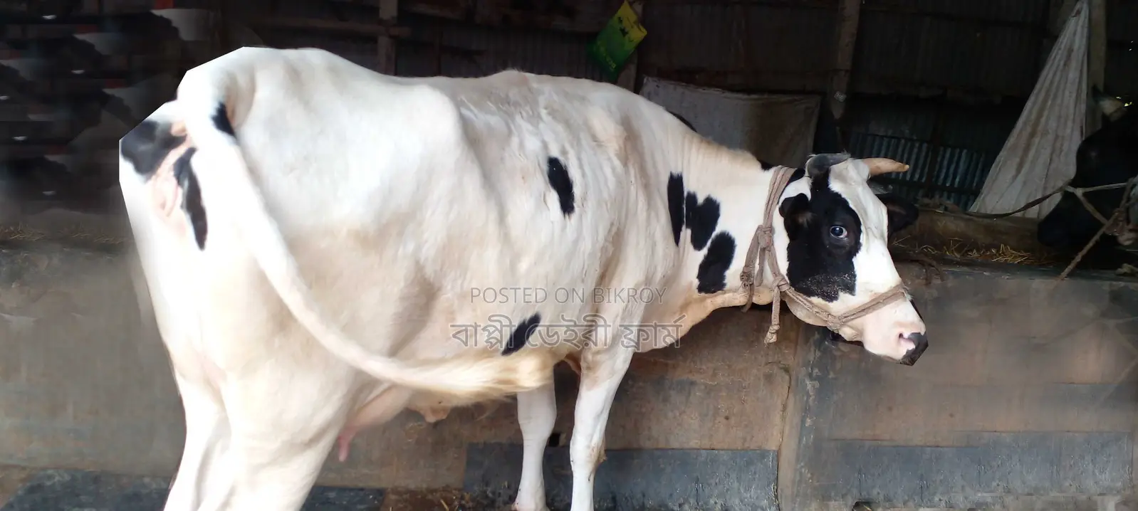 ১০৯০ নং গাভী গরু বিক্রয় হবে ।
