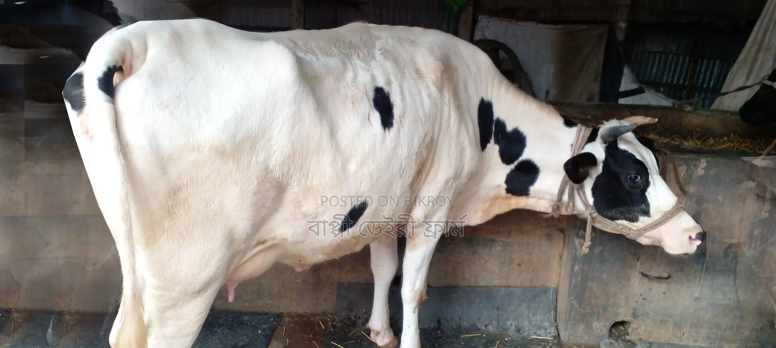 ১০৯০ নং গাভী গরু বিক্রয় হবে ।