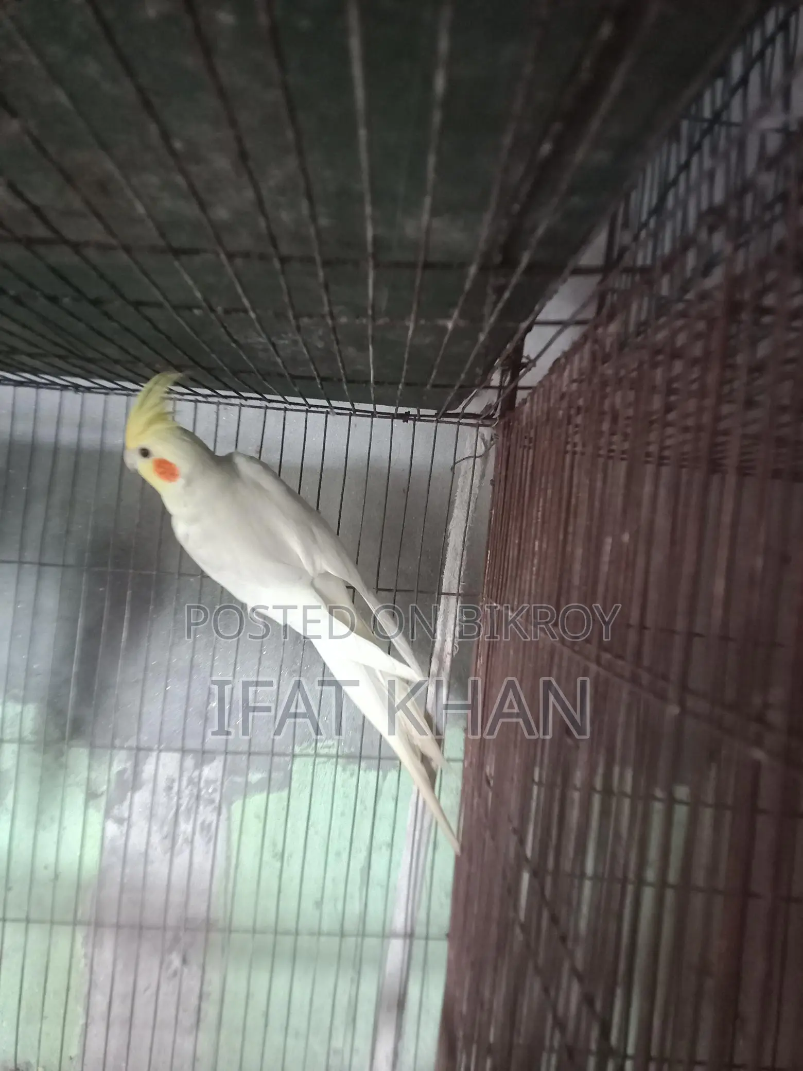 Lutino running female