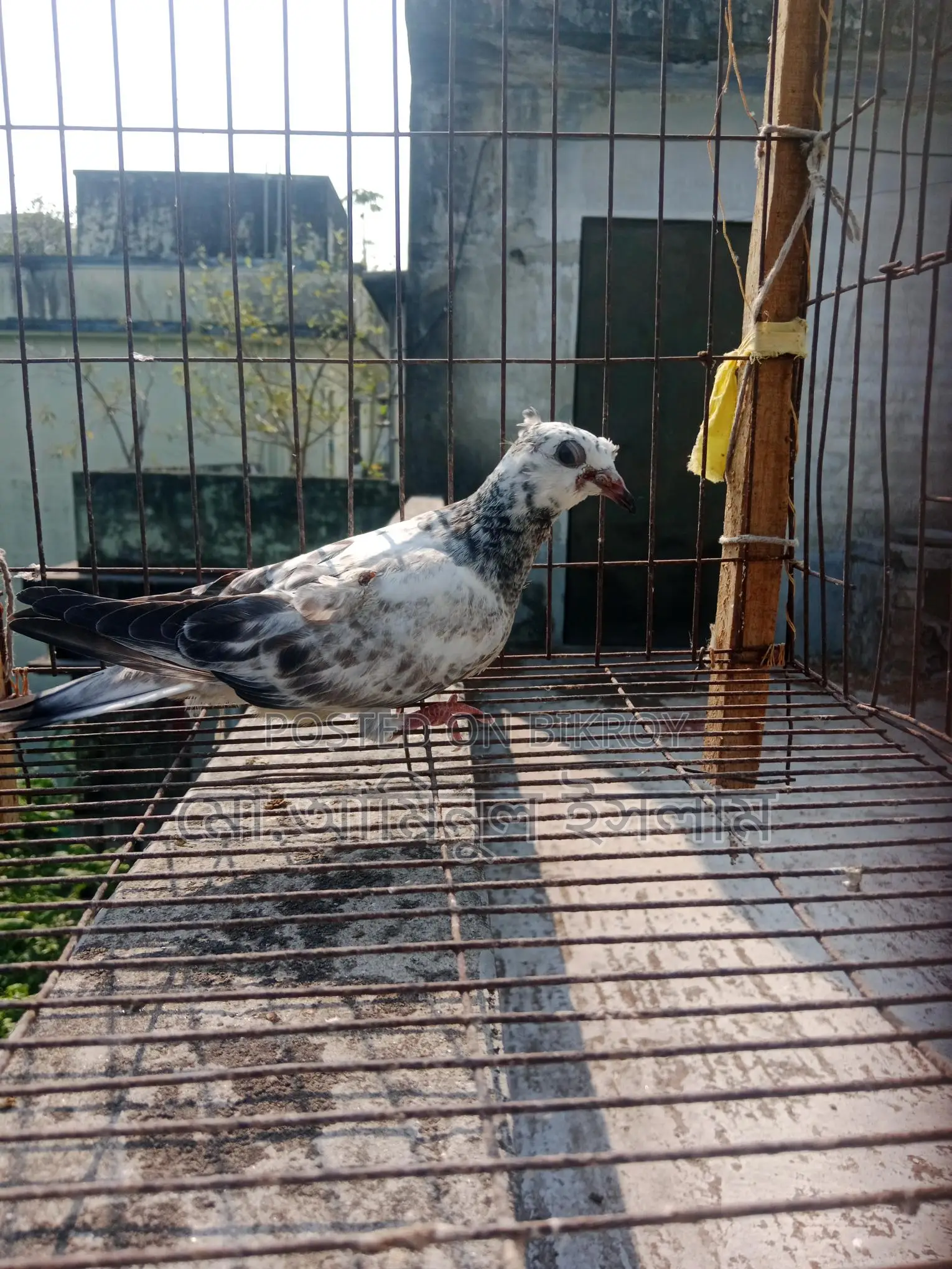 Two Racer Pigeon Chicks for Sale