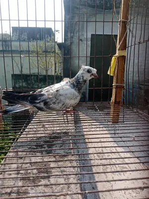Two Racer Pigeon Chicks for Sale