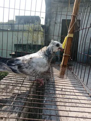 Two Racer Pigeon Chicks for Sale