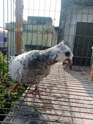 Two Racer Pigeon Chicks for Sale