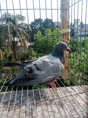 Two Racer Pigeon Chicks for Sale