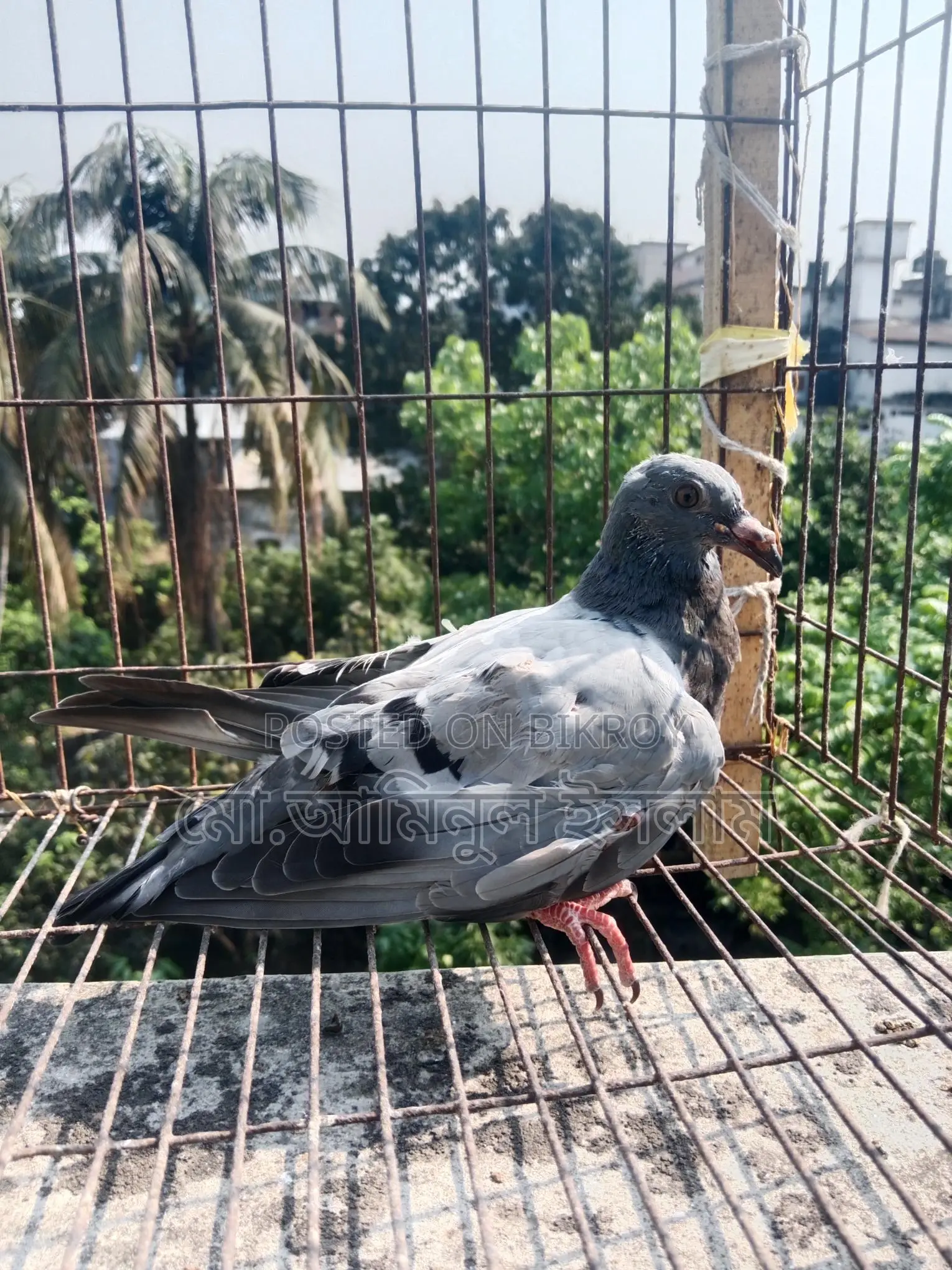 Two Racer Pigeon Chicks for Sale