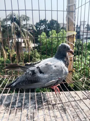 Two Racer Pigeon Chicks for Sale