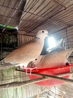 Australian Dove