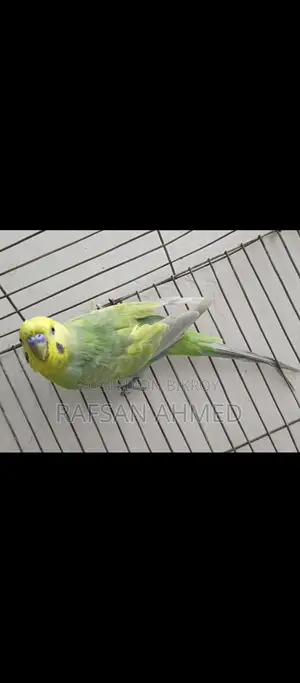 Bird for Sale