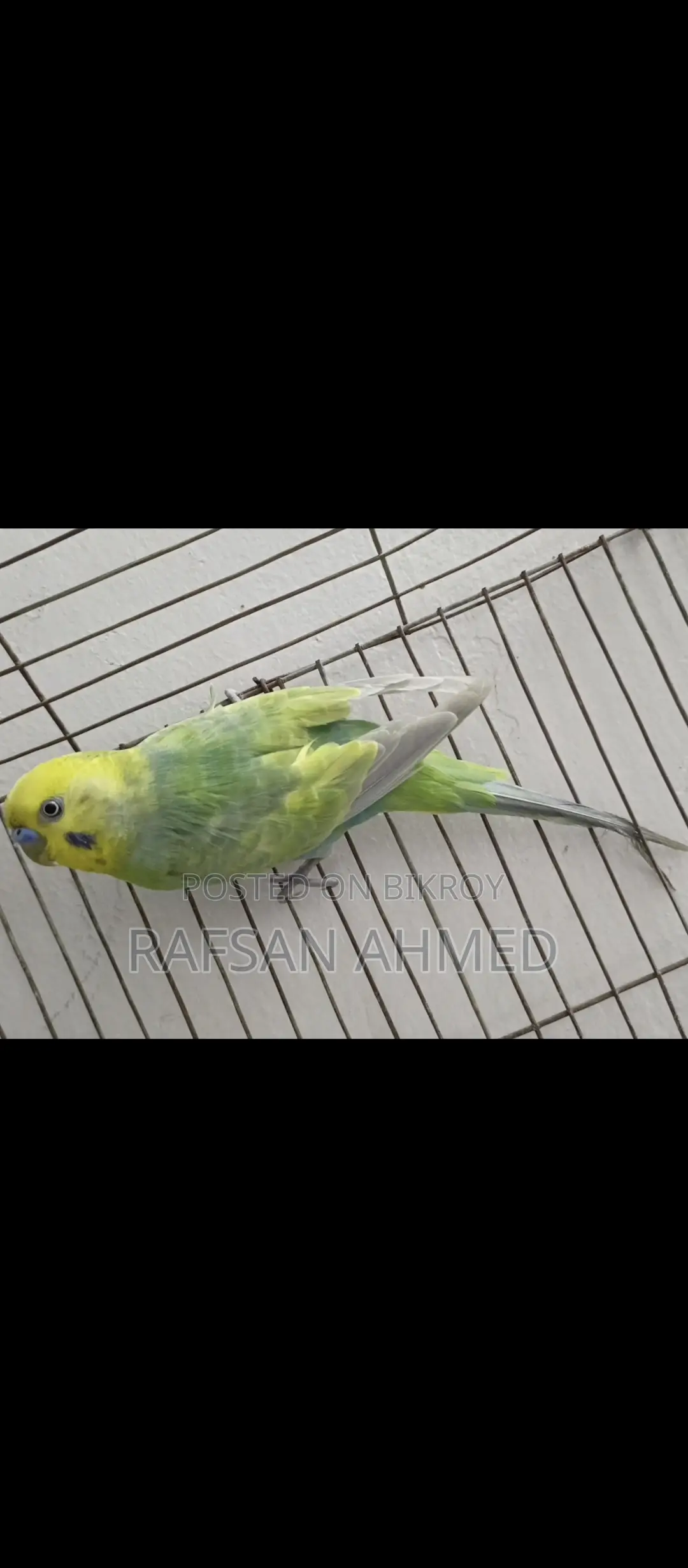 Bird for Sale