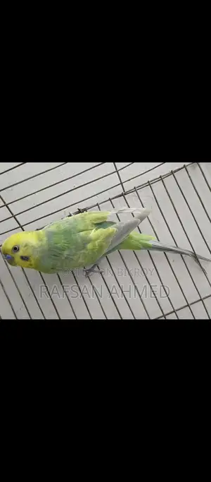 Bird for Sale