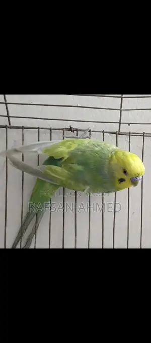 Bird for Sale