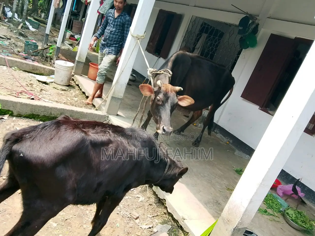 Friesian Cross Jersey Cow