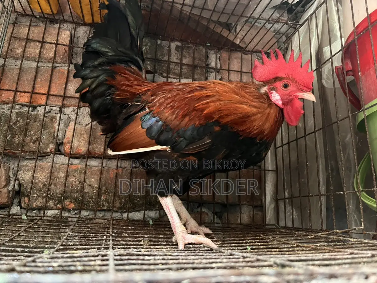 দেশি মোরগ