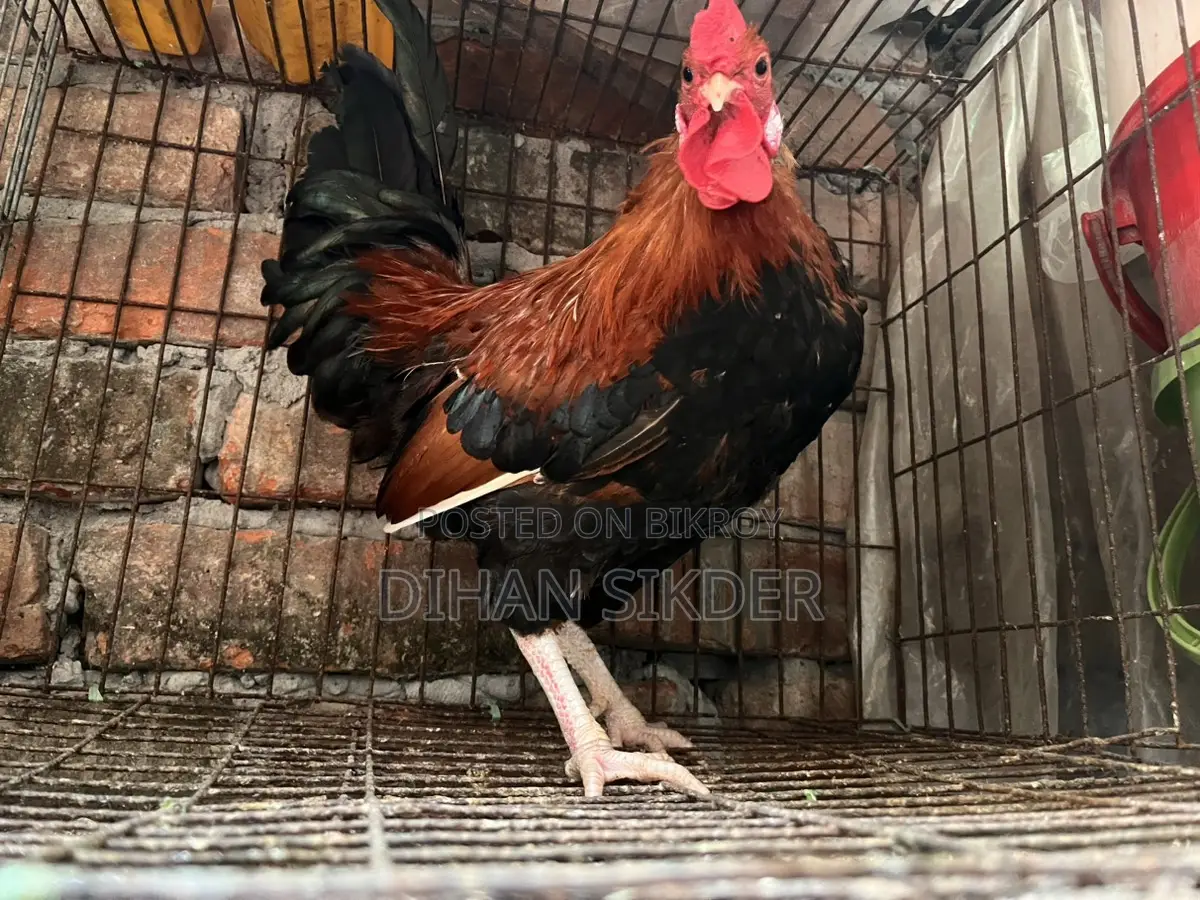 দেশি মোরগ