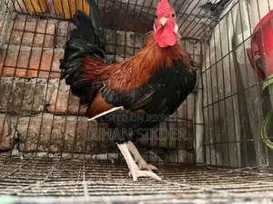 দেশি মোরগ