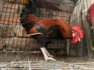 দেশি মোরগ